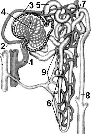 Какая структурная единица почки изображена на рисунке что обозначено цифрой 3