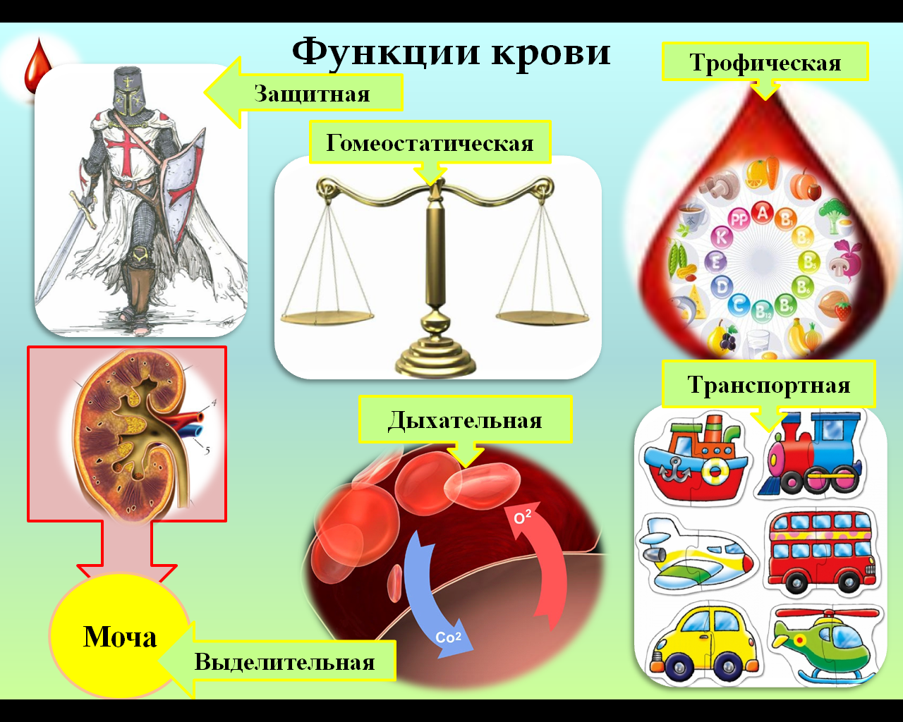 Схема функции крови