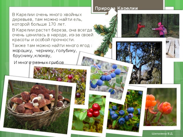 Природа Карелии В Карелии очень много хвойных деревьев, там можно найти ель, которой больше 170 лет. В Карелии растет береза, она всегда очень ценилась в народе, из-за своей красоты и особой прочности. Также там можно найти много ягод : морошку, голубику, чернику, бруснику, клюкву, И много разных грибов Шипилина В.Д.  