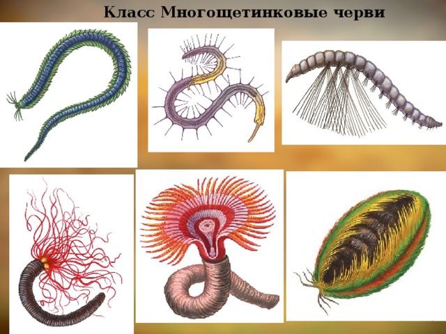 Класс Многощетинковые черви