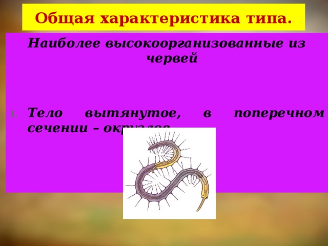 Общая характеристика типа. Наиболее высокоорганизованные из червей   Тело вытянутое, в поперечном сечении – округлое.