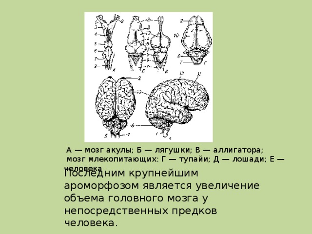 Определи рисунок на котором представлен мозг млекопитающего