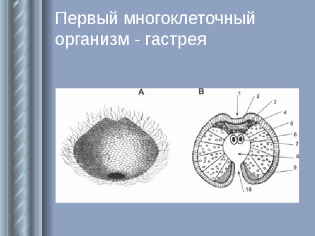 Основные стадии развития многоклеточного животного. Гастрея схематический рисунок. Гастрея. Возникновение многоклеточных организмов Эра.