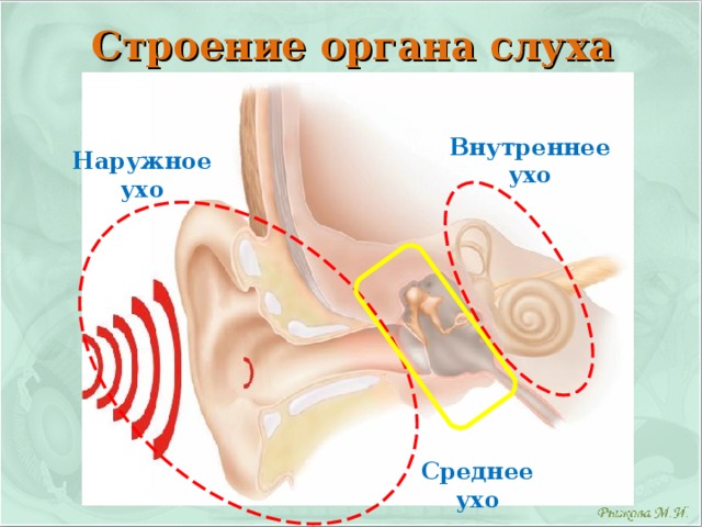 Презентация биология 8 класс гигиена слуха