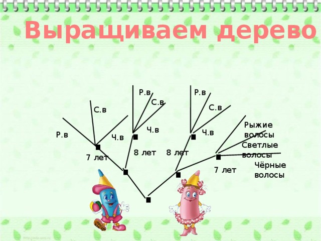 Выращиваем дерево Р.в Р.в С.в . . С.в С.в . . Рыжие волосы Ч.в Ч.в Р.в . Ч.в . Светлые волосы 8 лет 8 лет 7 лет . Чёрные волосы 7 лет 