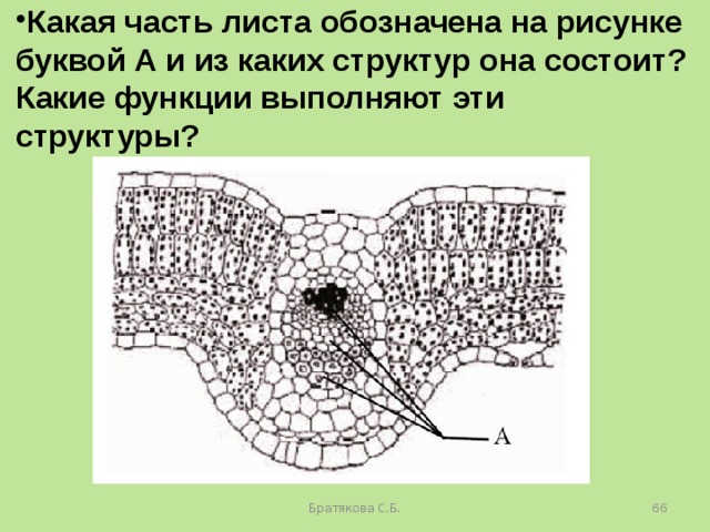 Каким номером на рисунке обозначена структура