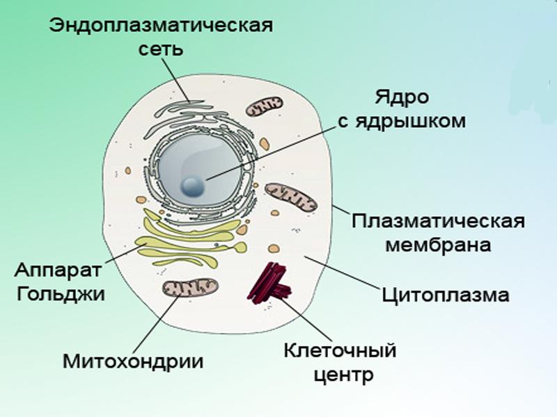 Схема клетка ядро цитоплазма мембрана органоиды