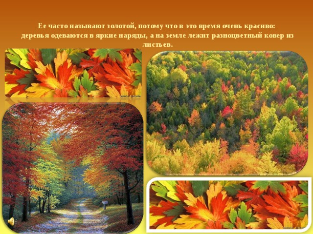 Ее часто называют золотой, потому что в это время очень красиво:  деревья одеваются в яркие наряды, а на земле лежит разноцветный ковер из листьев. 