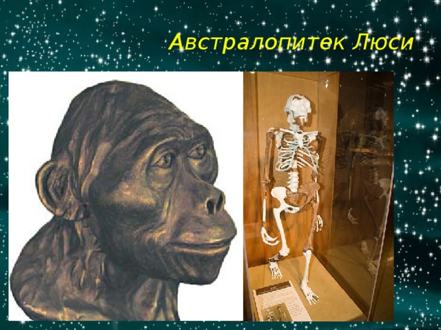 Австралопитек Люси http://img.getglue.com/topics/australopithecus/lucy/normal.jpg http://upload.wikimedia.org/wikipedia/commons/thumb/d/da/Lucy_Skeleton.jpg/399px-Lucy_Skeleton.jpg 6