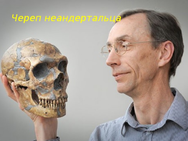 Череп неандертальца http://www.factruz.ru/history_mistery/images/neanderthal_1.jpg 6
