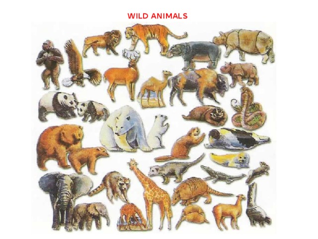 WILD ANIMALS 