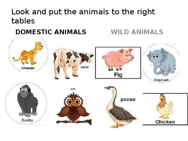 Look and put the animals to the right tables WILD ANIMALS DOMESTIC ANIMALS 