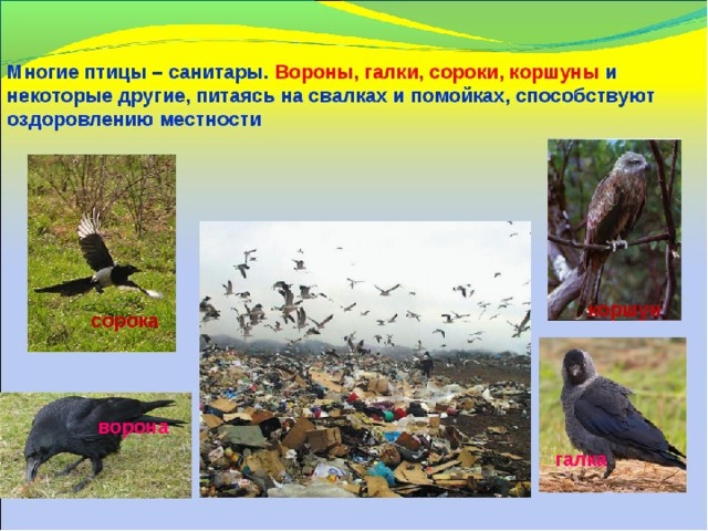 Растения санитары воздушной среды проект