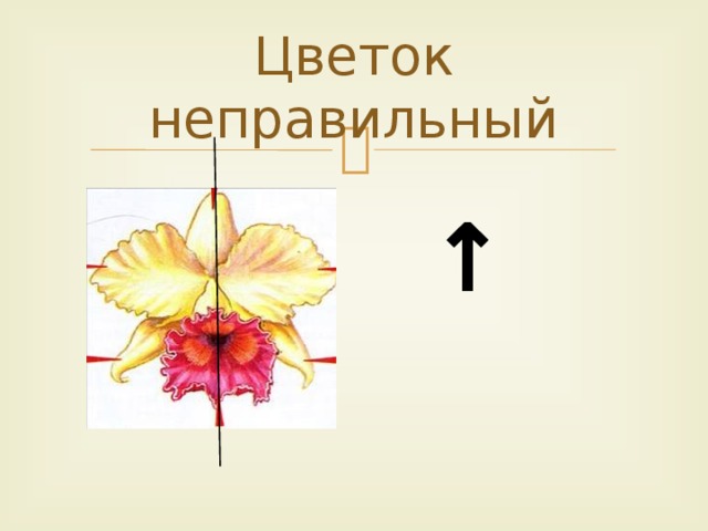 Как выглядит неправильный цветок