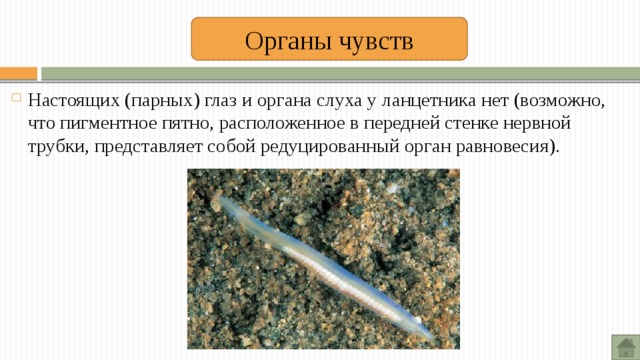 Беспозвоночные животные. Подготовка к ГИА