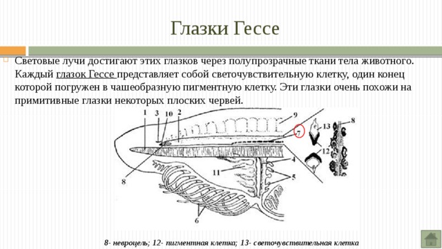 Глазки Гессе Световые лучи достигают этих глазков через полупрозрачные ткани тела животного. Каждый глазок Гессе представляет собой светочувствительную клетку, один конец которой погружен в чашеобразную пигментную клетку. Эти глазки очень похожи на примитивные глазки некоторых плоских червей. 8- невроцель; 12- пигментная клетка; 13- светочувствительная клетка 