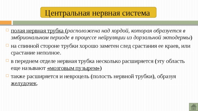 Центральная нервная система  полая нервная трубка ( расположена над хордой, которая образуется в эмбриональном периоде в процессе нейруляции из дорзальной эктодермы ) на спинной стороне трубки хорошо заметен след срастания ее краев, или срастание неполное. в переднем отделе нервная трубка несколько расширяется (эту область еще называют «мозговым пузырем» ) также расширяется и невроцель (полость нервной трубки), образуя желудочек . 