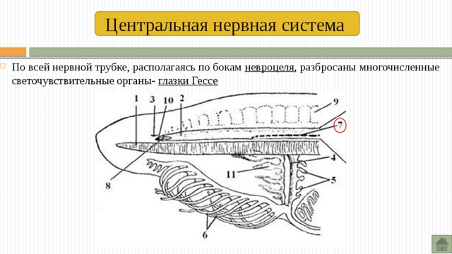 Центральная нервная система  По всей нервной трубке, располагаясь по бокам невроцеля , разбросаны многочисленные светочувствительные органы- глазки Гессе 