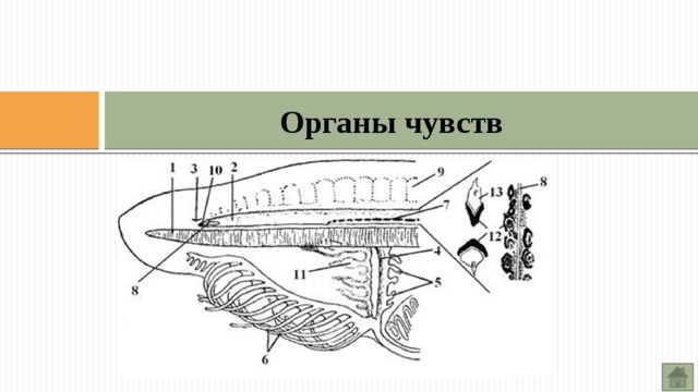 Органы чувств и их расположение у ланцетника