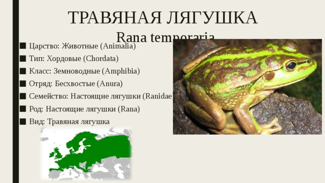 Презентация по зоологии позвоночных животных: "Цикл размножения травяной  лягушки и гребенчатого тритона"