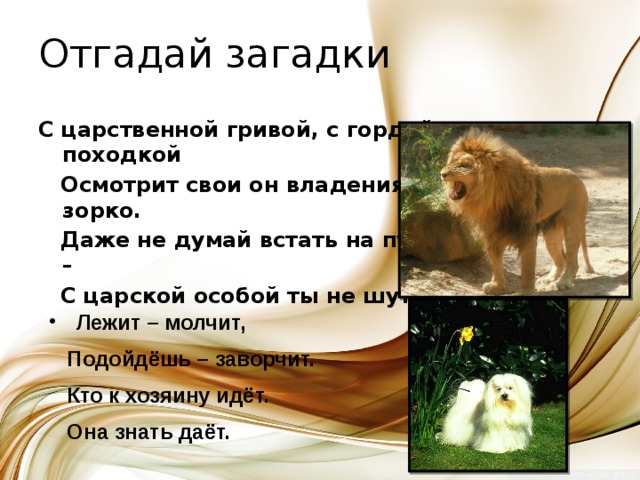 План лев и собачка 3. Лев и собачка толстой основная мысль. Лев и собачка толстой план. План Лев и собачка 3 класс литературное чтение. Вопросы по рассказу Толстого Лев и собачка.