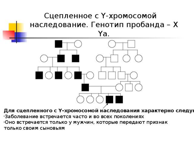                  Для сцепленного с Y-хромосомой наследования характерно следующее: Заболевание встречается часто и во всех поколениях Оно встречается только у мужчин, которые передают признак только своим сыновьям Сцепленное с Y-хромосомой наследование. Генотип пробанда – Х Yа. 