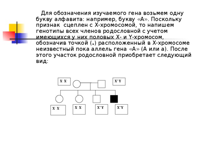  Для обозначения изучаемого гена возьмем одну букву алфавита: например, букву «А». Поскольку признак сцеплен с Х-хромосомой, то напишем генотипы всех членов родословной с учетом имеющихся у них половых Х- и Y-хромосом, обозначив точкой ( . ) расположенный в Х-хромосоме неизвестный пока аллель гена «А» (А или а). После этого участок родословной приобретает следующий вид: Х ' Х ' Х' Y Х ' Х '  Х' Y  Х' Y  Х ' Х '   