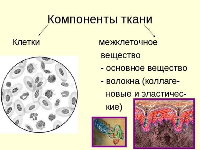 Клетки межклеточное  вещество  - основное вещество  - волокна (коллаге-  новые и эластичес-  кие) 
