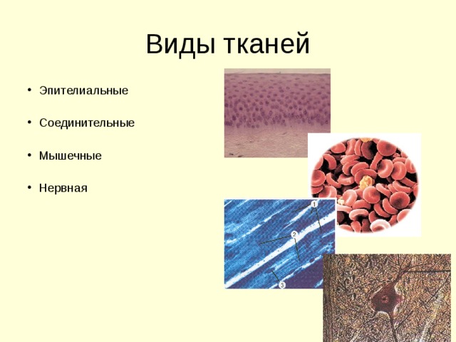 Эпителиальные  Соединительные  Мышечные  Нервная 