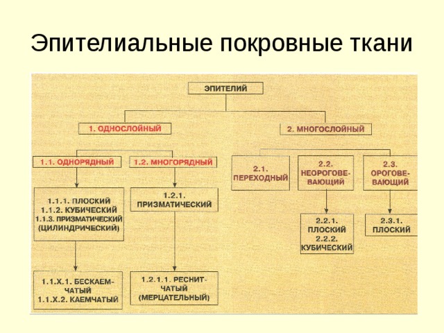 Эпителиальные покровные ткани 