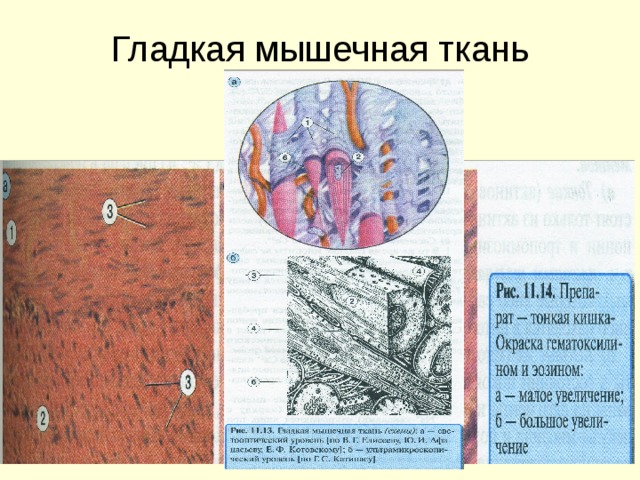 Гладкая мышечная ткань 