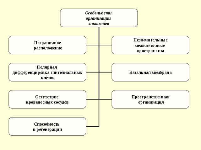  Особенности организации эпителиев  Пограничное  расположение Незначительные межклеточные пространства Полярная дифференцировка эпителиальных  клеток Базальная мембрана Отсутствие кровеносных сосудов Пространственная  организация Способность к регенерации 