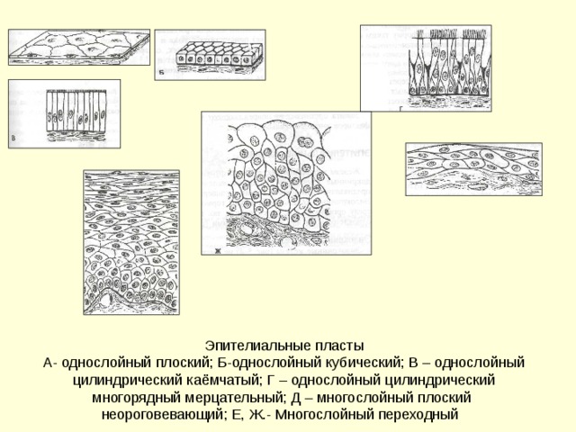 Эпителиальные пласты  А- однослойный плоский; Б-однослойный кубический; В – однослойный цилиндрический каёмчатый; Г – однослойный цилиндрический многорядный мерцательный; Д – многослойный плоский неороговевающий; Е, Ж.- Многослойный переходный 