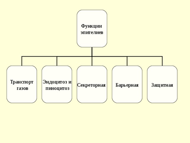 Функции эпителиев Транспорт  газов Эндоцитоз и  пиноцитоз Секреторная Барьерная Защитная 