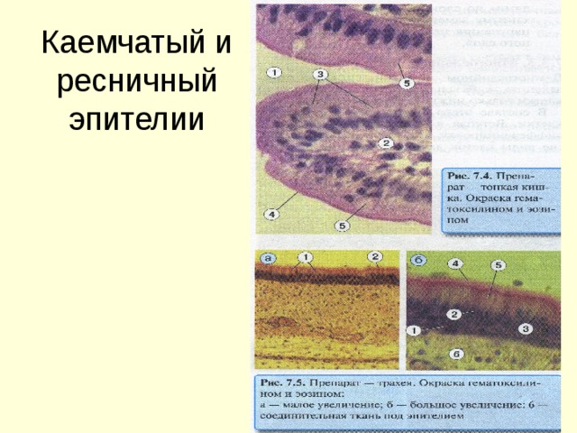 Каемчатый и ресничный эпителии 