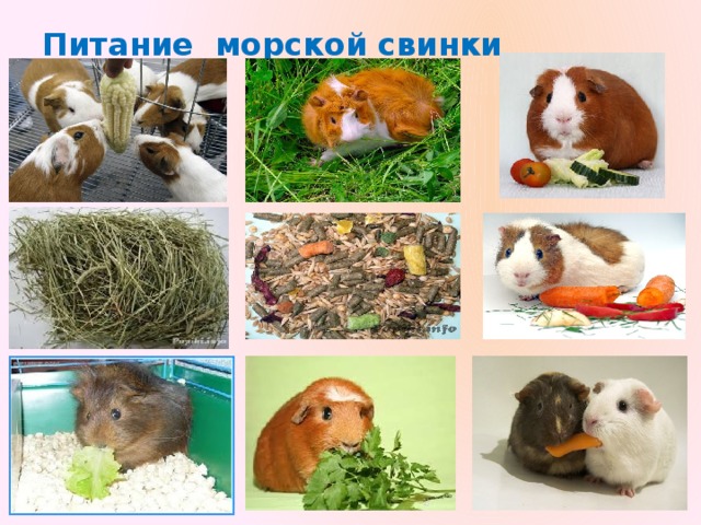 Питание морской свинки 