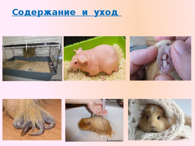 Содержание и уход 