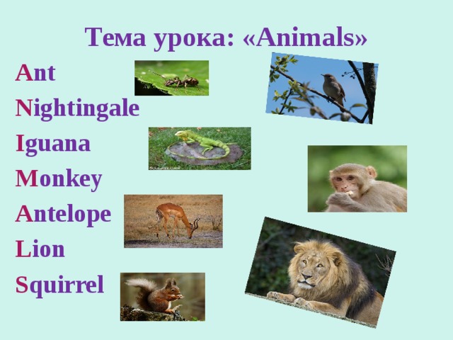 Тема урока: «Animals» A nt N ightingale I guana M onkey A ntelope L ion   S quirrel  