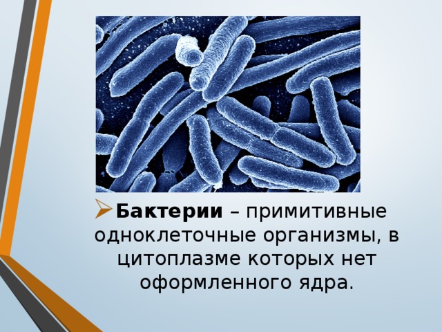 Бактерии – примитивные одноклеточные организмы, в цитоплазме которых нет оформленного ядра. 