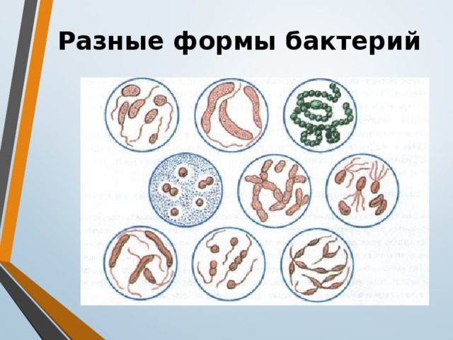 Разные формы бактерий 