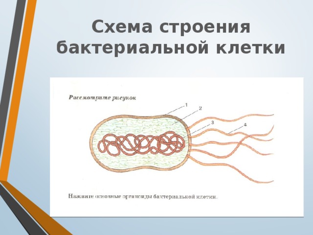 Схема строения бактериальной клетки 