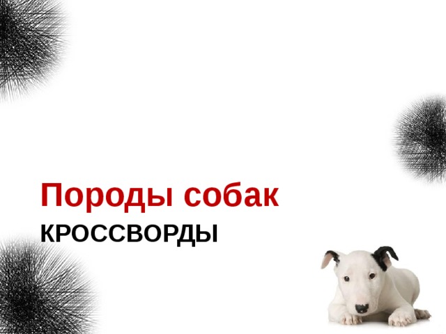 Порода собак сканворд. Кроссворд породы собак. Сканворд породы собак. Кроссворд породы собак Собачье. Кроссворд породы собак Собачье счастье.