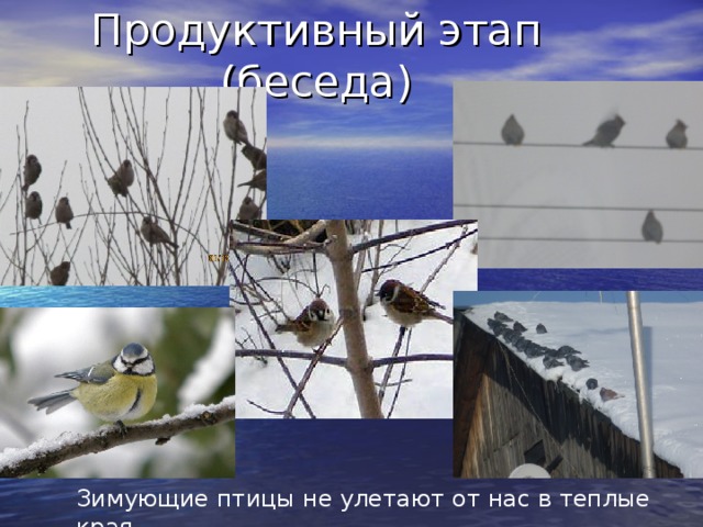 Продуктивный этап (беседа) Зимующие птицы не улетают от нас в теплые края 