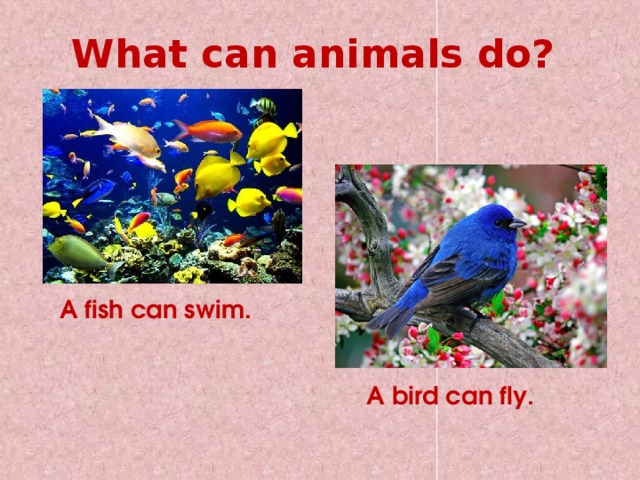 What can animals do? A fish can swim. A bird can fly. 