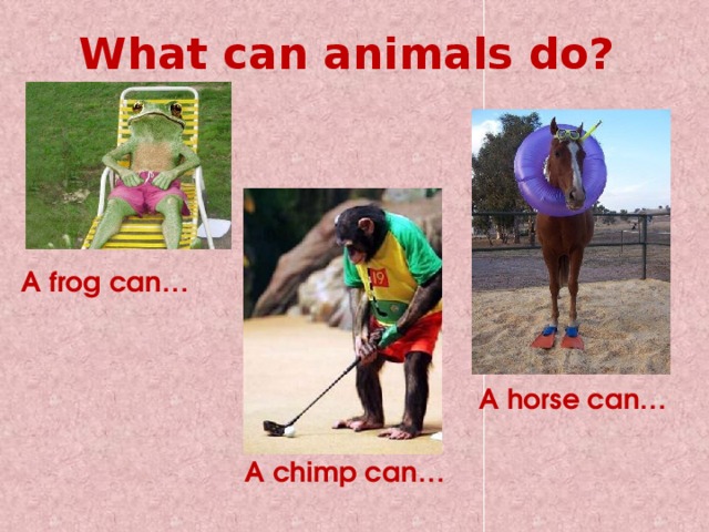What can animals do? A frog can… A horse can… A chimp can… 