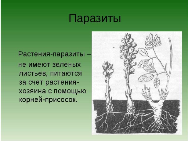 Растения – паразиты 