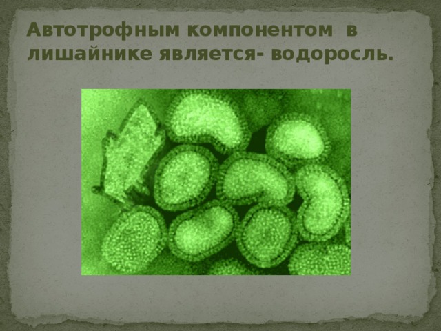Автотрофным компонентом в лишайнике является- водоросль. 
