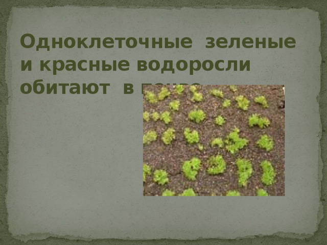 Одноклеточные зеленые и красные водоросли обитают в почве. 