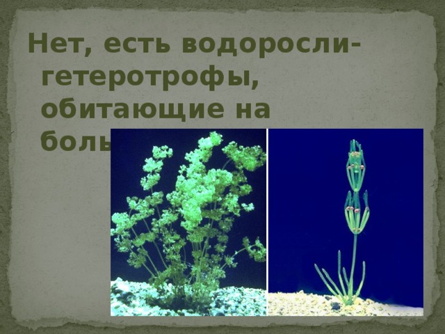 Нет, есть водоросли-гетеротрофы, обитающие на больших глубинах 