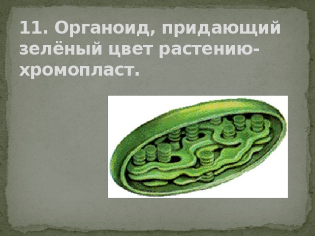 11. Органоид, придающий зелёный цвет растению- хромопласт. 